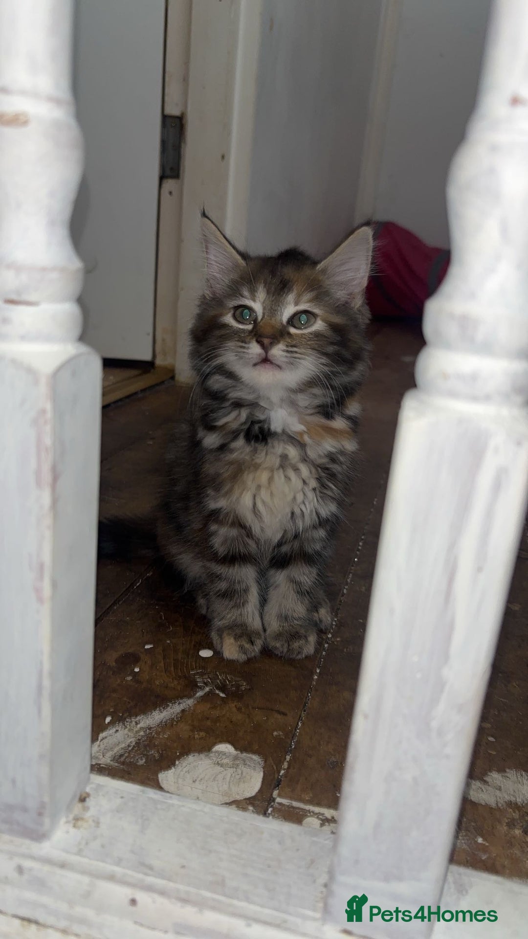 Mixed Breed cats for sale: 1 mixed breed Tabby and Maincoon kitten - Image 1