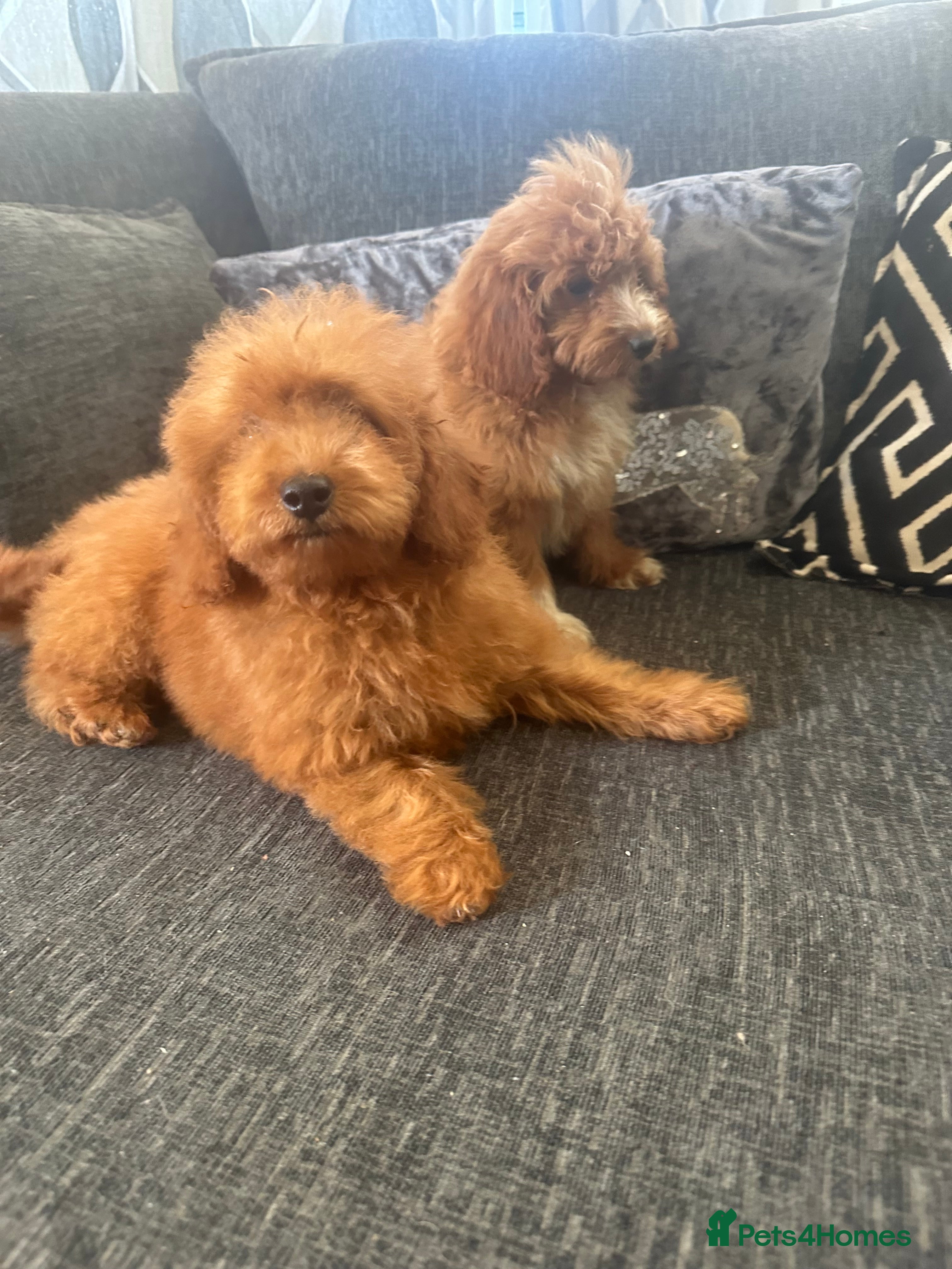 Cavapoo dogs Gorgeous toy f1b cavapoo pups  - Advert 2