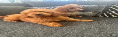 Cavapoo Puppy 2