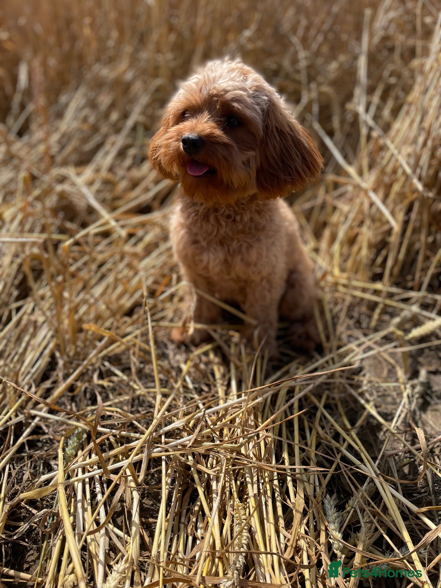 Cavapoo dogs * Health tested * Cavapoos puppies 3 girls left 💕 - Advert 2