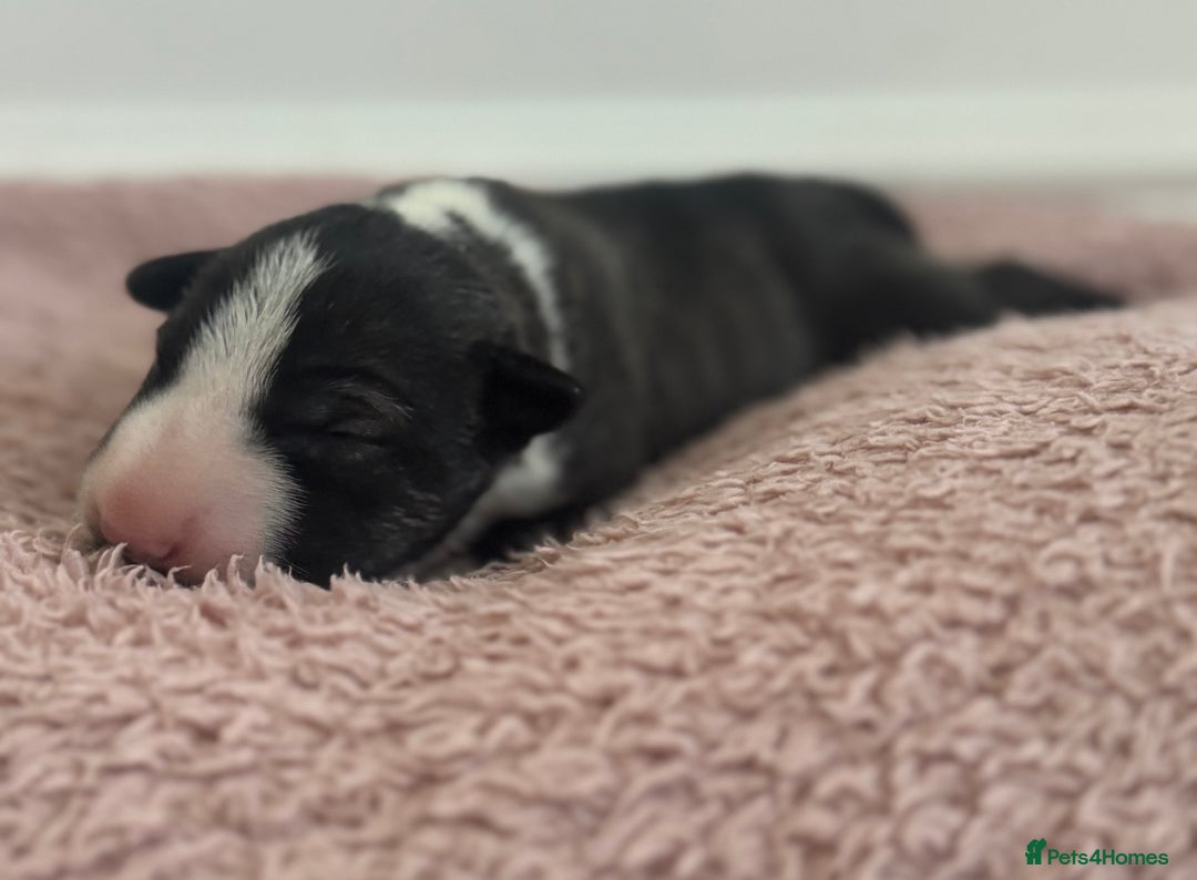 English Bull Terrier dogs for sale: 🏆CH Bloodlines Top Quality English Bull Terriers  - Image 7