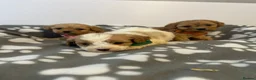 Cavapoo dogs for sale: F1 cavapoo puppies in Aberdeen - Advert 10