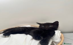 Ragdoll cats for sale: CUTE AND PLAYFUL HALF RAGDOLL KITTENS  - Image 19