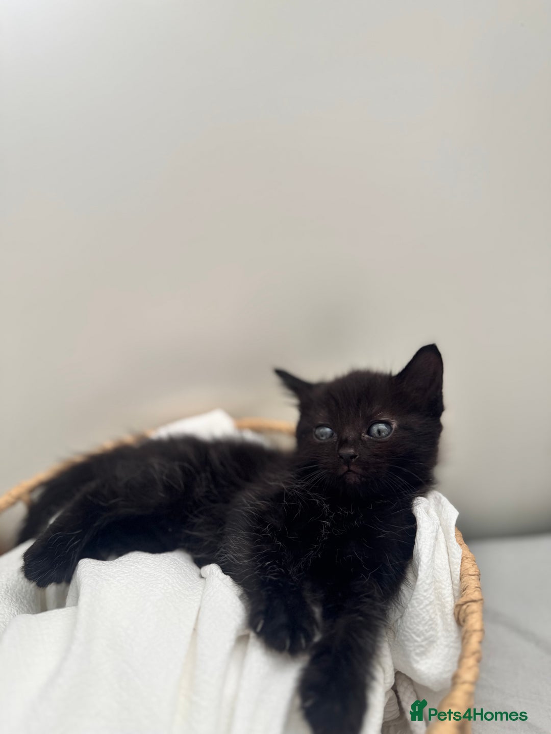 Ragdoll cats for sale: CUTE AND PLAYFUL HALF RAGDOLL KITTENS  - Image 19
