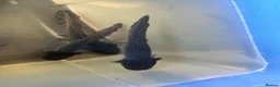 Axolotl reptiles for sale: Copper Axolotl babies For Sale - Advert 6