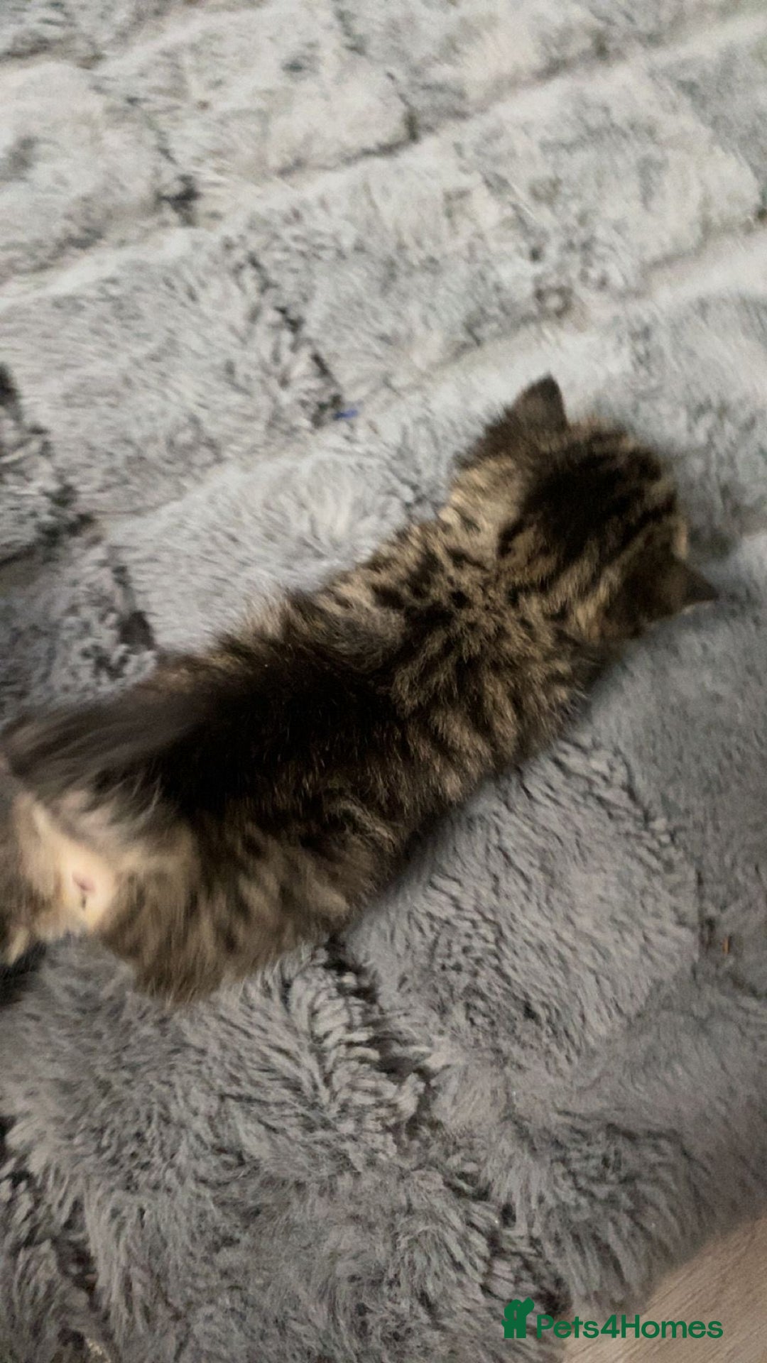 Bengal cats for sale: Beautiful bengal kittens  - Advert 4