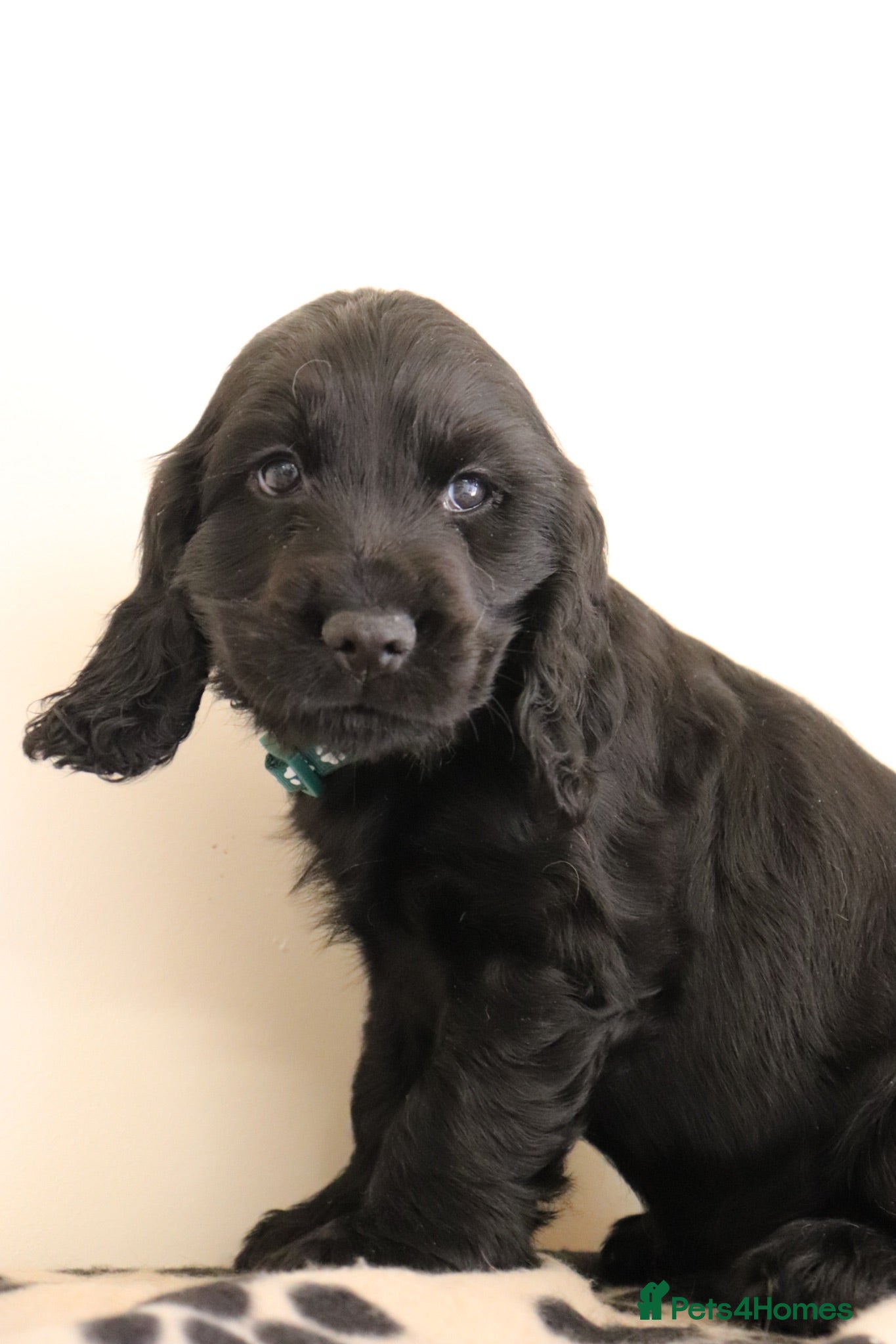 Cocker Spaniel dogs Show cocker spaniels  - Advert 2