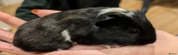 Guinea Pig rodents for sale: Male guinea pigs  - Advert 3
