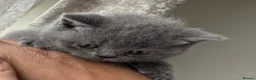 British Shorthair cats for sale: Stunning 😍 British shorthair kittens 🐱  - Advert 14