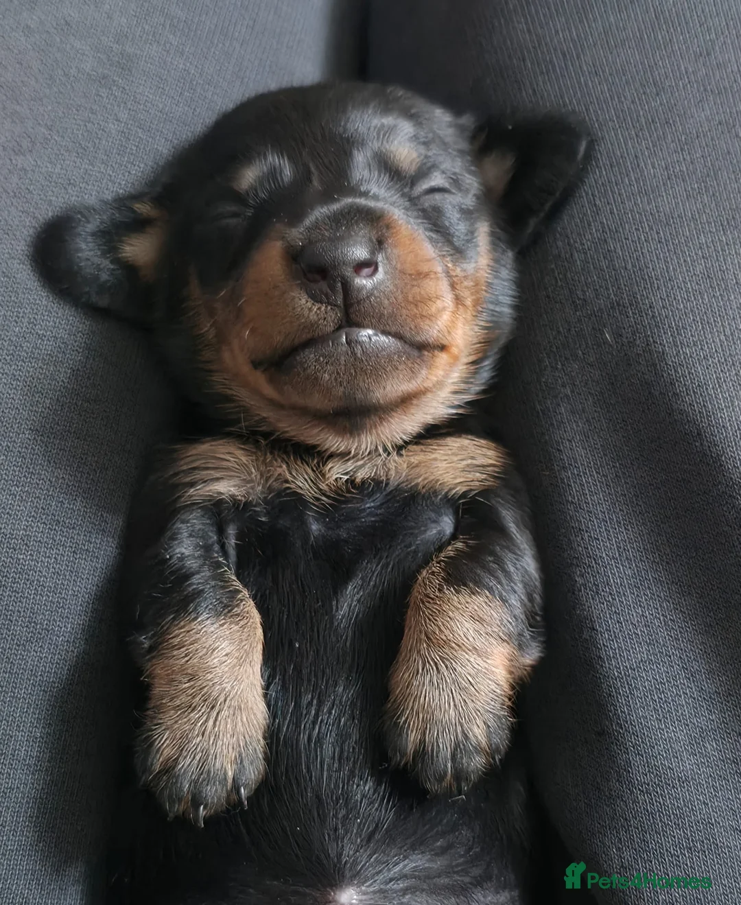 Dachshund dogs for sale: Beautiful litter of smooth mini dachshunds - Advert 6