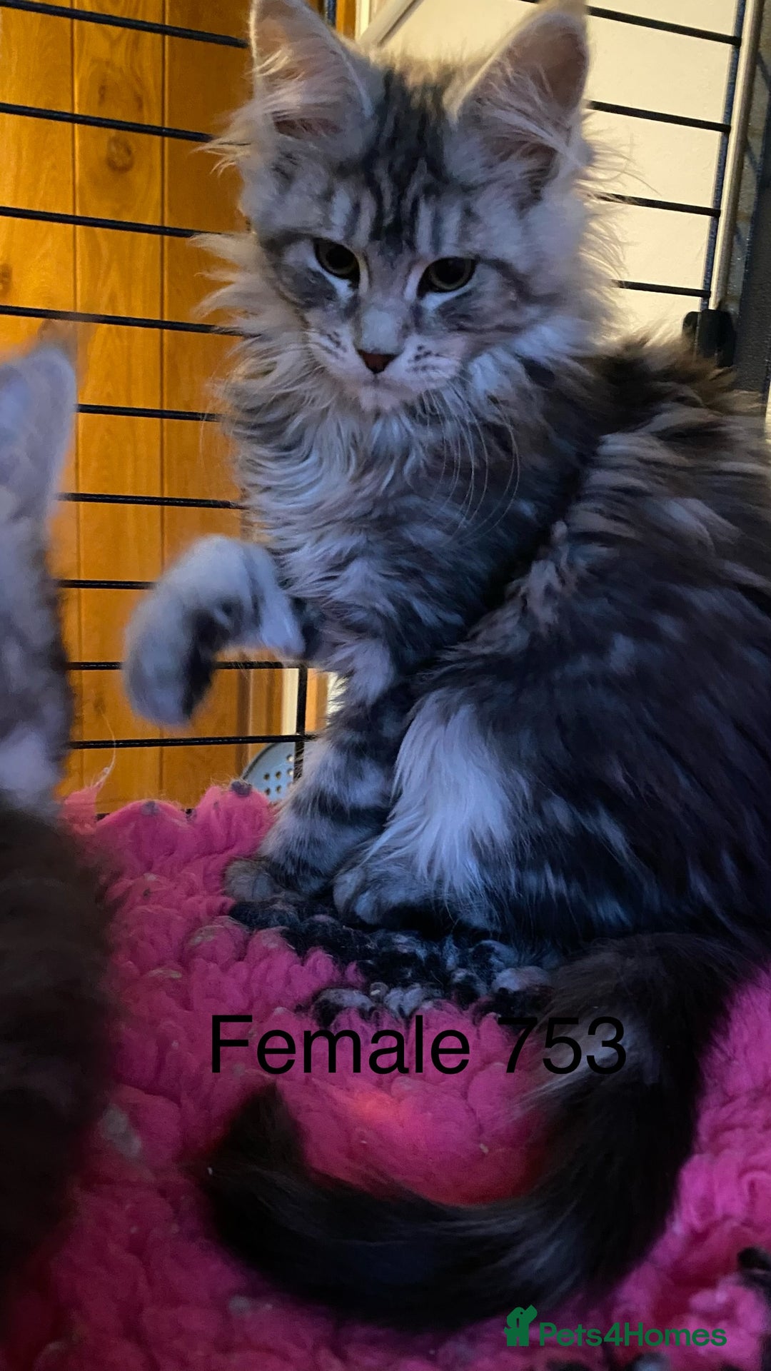 Maine Coon cats for sale: Pedigree Maine Coons - Advert 13