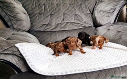 Miniature Dachshund dogs for sale: Miniature dachshund puppies  - Image 4