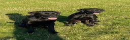 Labrador Retriever dogs for sale: Labrador puppies in Morpeth - Advert 13