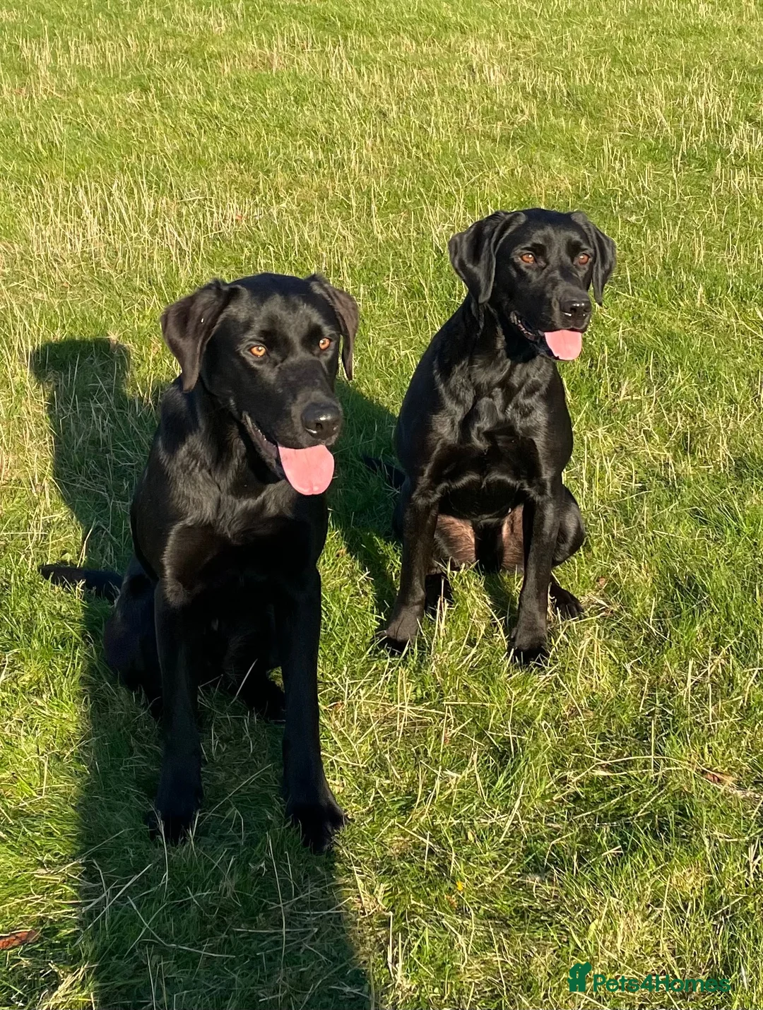 Labrador Retriever dogs for sale: Labrador puppies in Morpeth - Advert 13