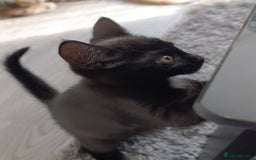 Domestic Shorthair cats for sale: cute mix breed kittens - Image 5