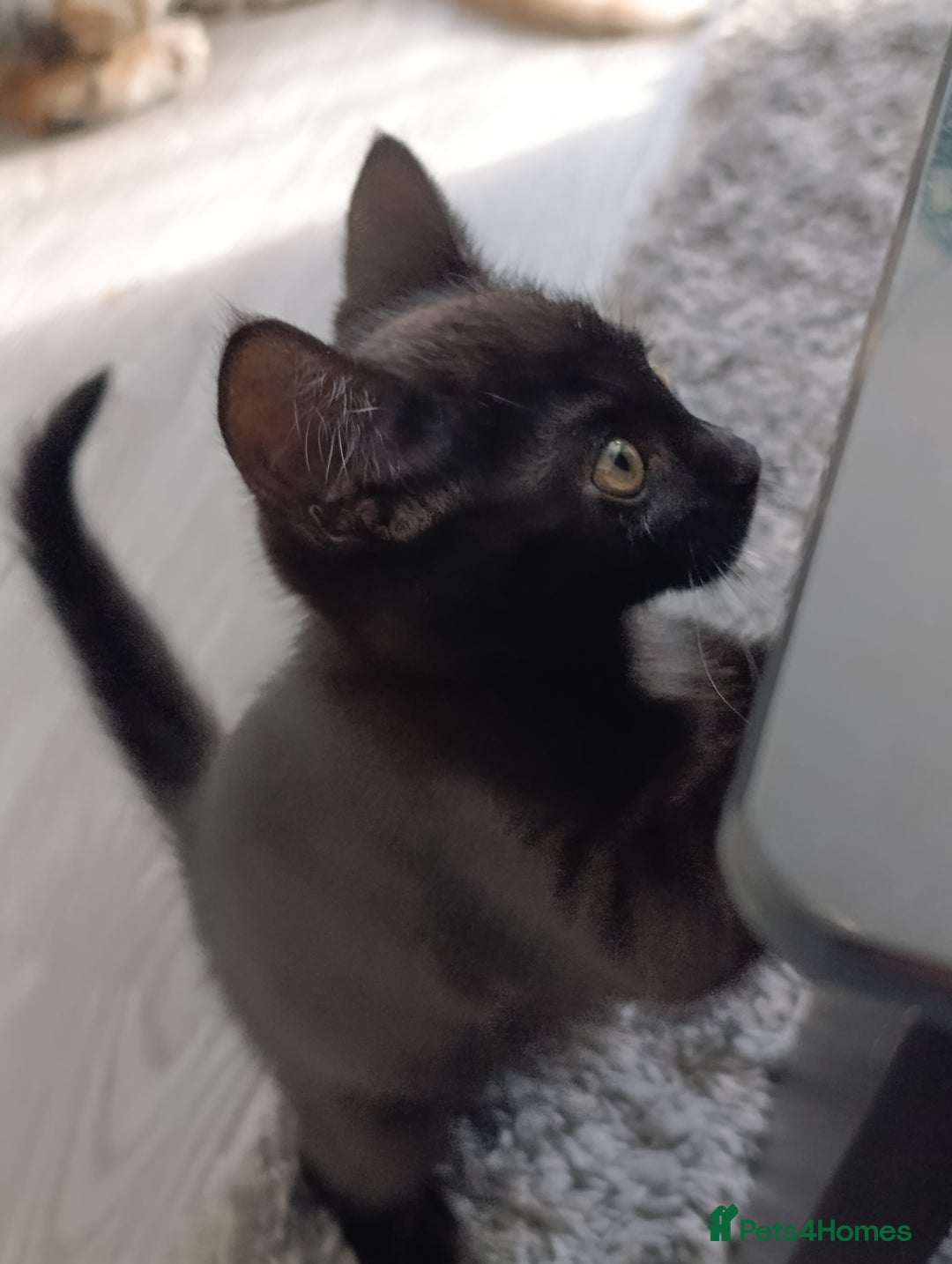 Domestic Shorthair cats for sale: cute mix breed kittens - Image 5