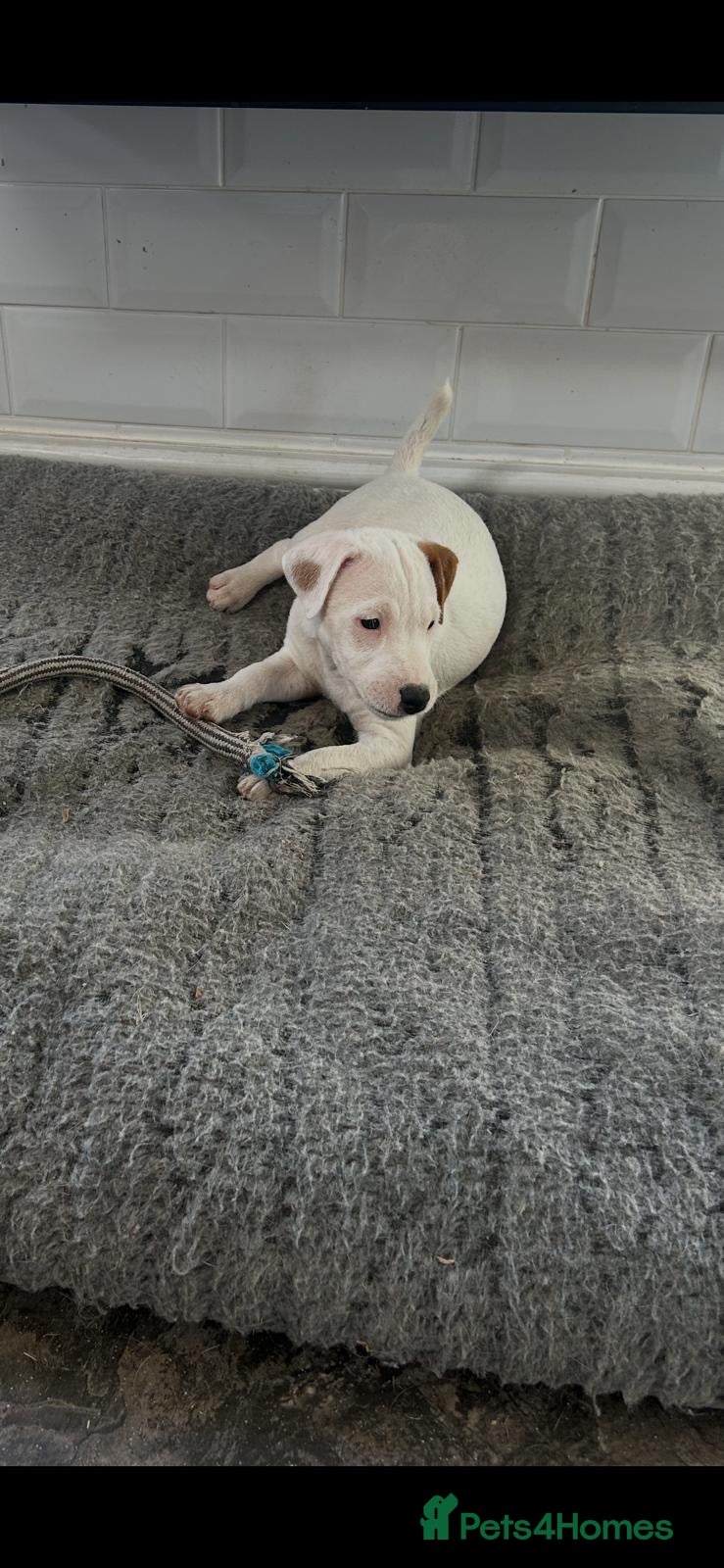 Jack Russell dogs Jack Russell Puppy for sale  - Advert 1