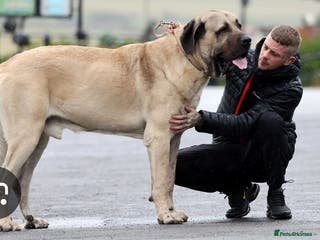 Anatolian Shepherd dogs Abu the Uks largest dog is up for stud - Advert 1