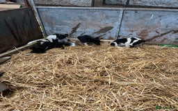 Border Collie dogs for sale: 5beautiful border collie puppies - Image 5