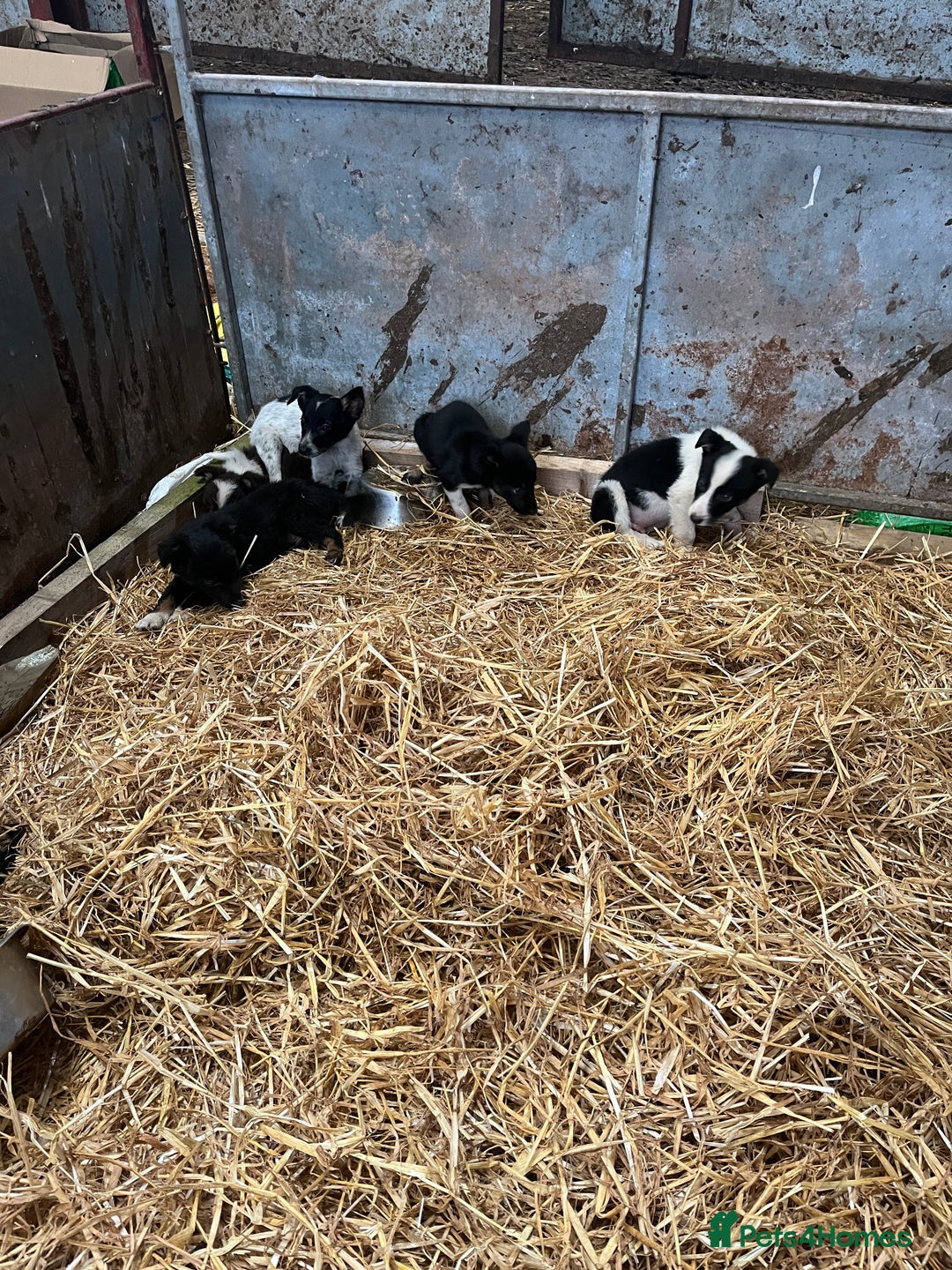 Border Collie dogs for sale: 5beautiful border collie puppies - Image 5