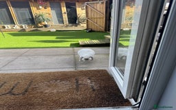 Dwarf Lop rabbits for sale: Little white bunny free to a good home! - Image 2