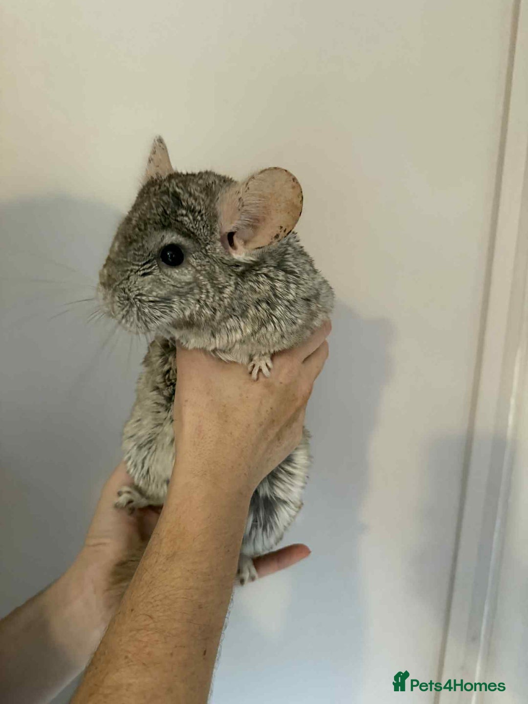 Chinchilla rodents for sale: Bonded mother and daughter chinchillas  - Image 3