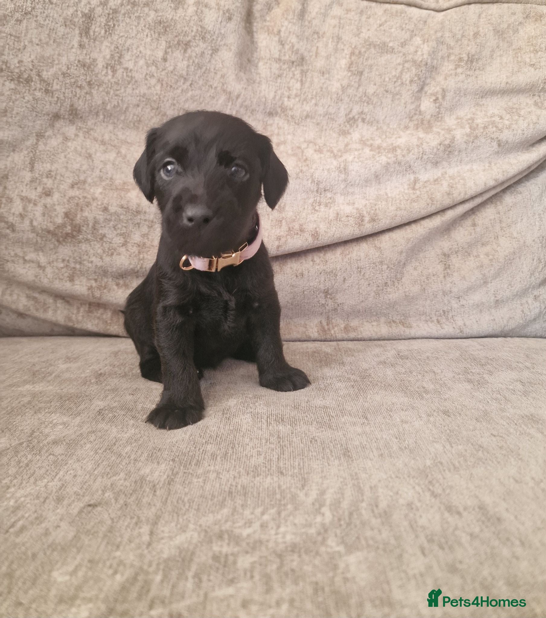 Patterdale Terrier dogs ❤️🐕Beautiful Patterdale puppies for sale🐕❤️ - Advert 12