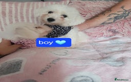 Bichon Frise dogs for sale: Last boy bichon frise pup 🩵 11 weeks old  - Image 6