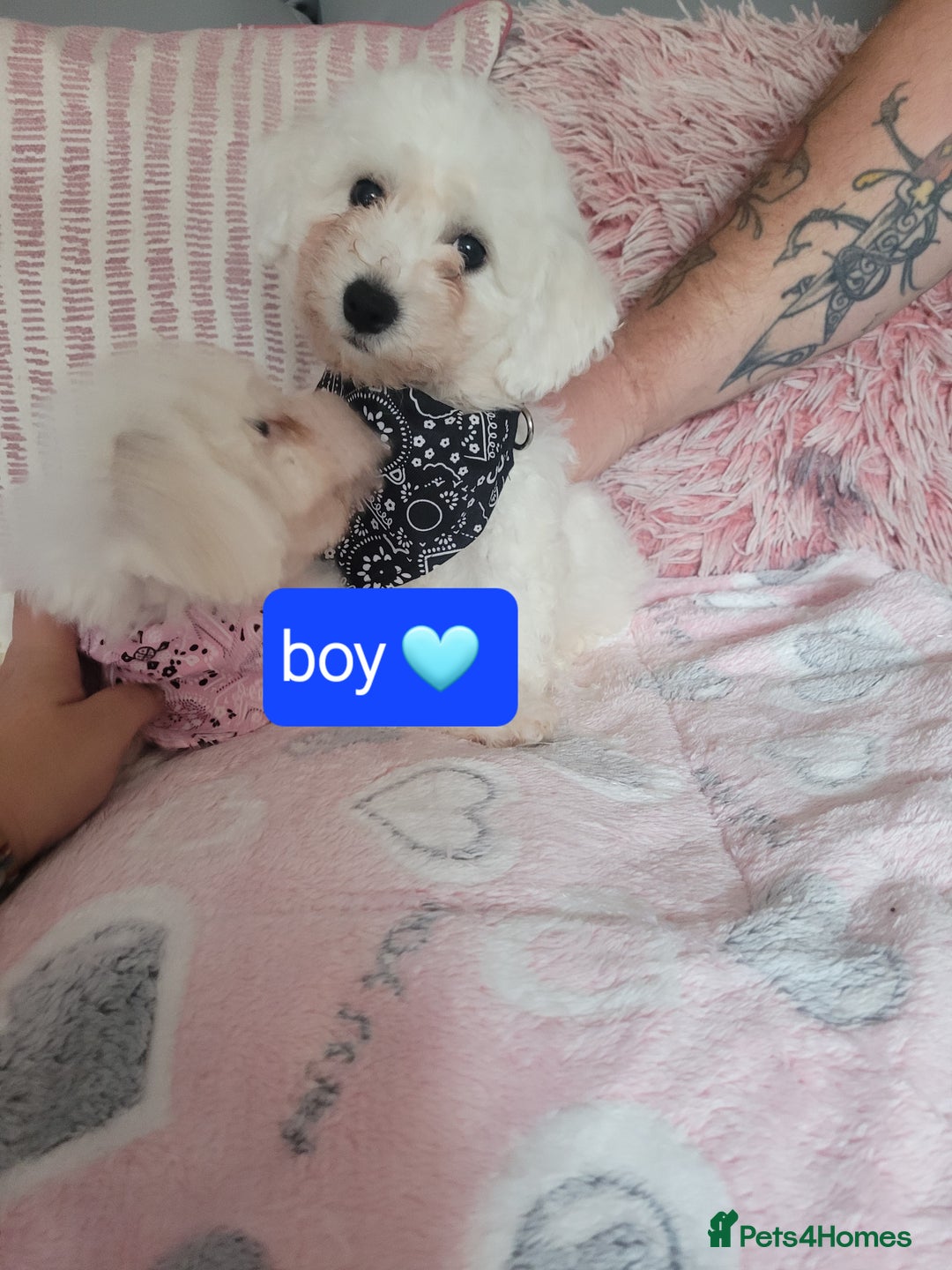 Bichon Frise dogs for sale: Last boy bichon frise pup 🩵 11 weeks old  - Image 6