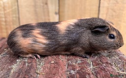 Guinea Pig rodents for sale: 2 sows and 2 boars  - Image 4