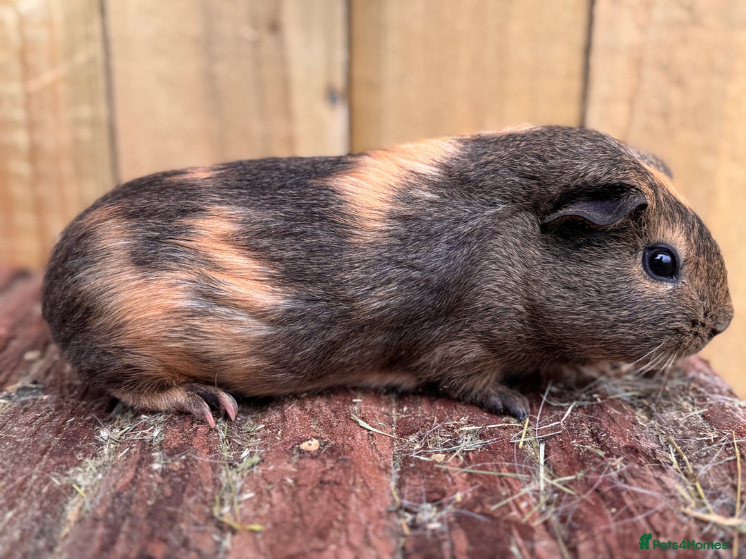 Guinea Pig rodents for sale: 2 sows and 2 boars  - Image 4