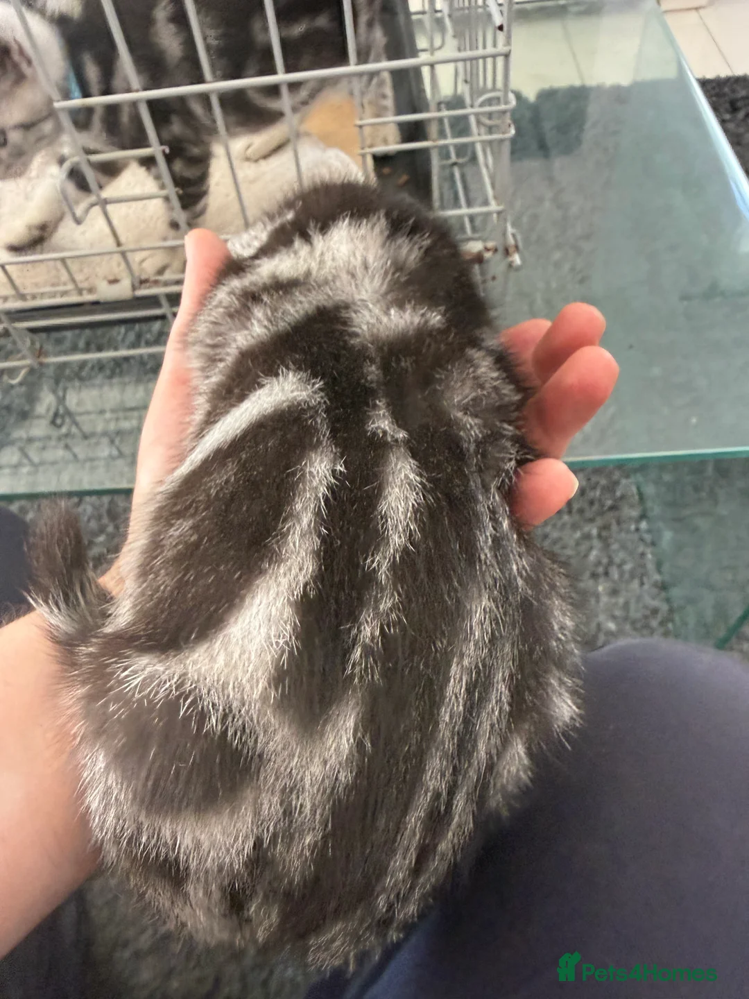 British Shorthair cats for sale: Outstanding GCCF Champion BSH Silver Tabby Kittens - Advert 39