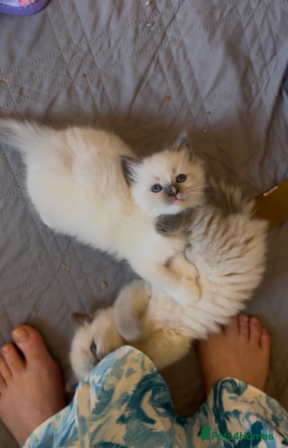 Ragamese cats 3 GIRLS LEFT! TWO SIAMESE AND ONE RAGDOLL - Advert 1