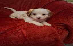 Cavapoochon dogs for sale: Cavapoochon Girl - Advert 4