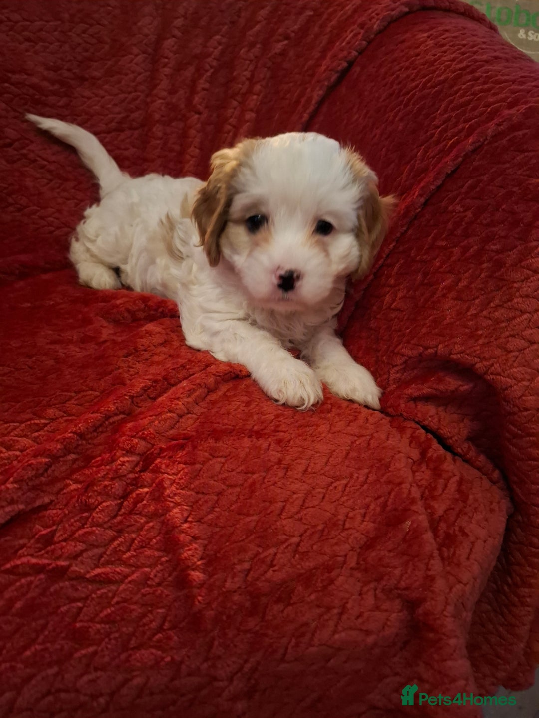 Cavapoochon dogs for sale: Cavapoochon Girl - Advert 4