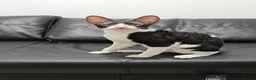 Cornish Rex cats for sale: Cornish Rex Kitten Ready for his new  home! - Advert 17