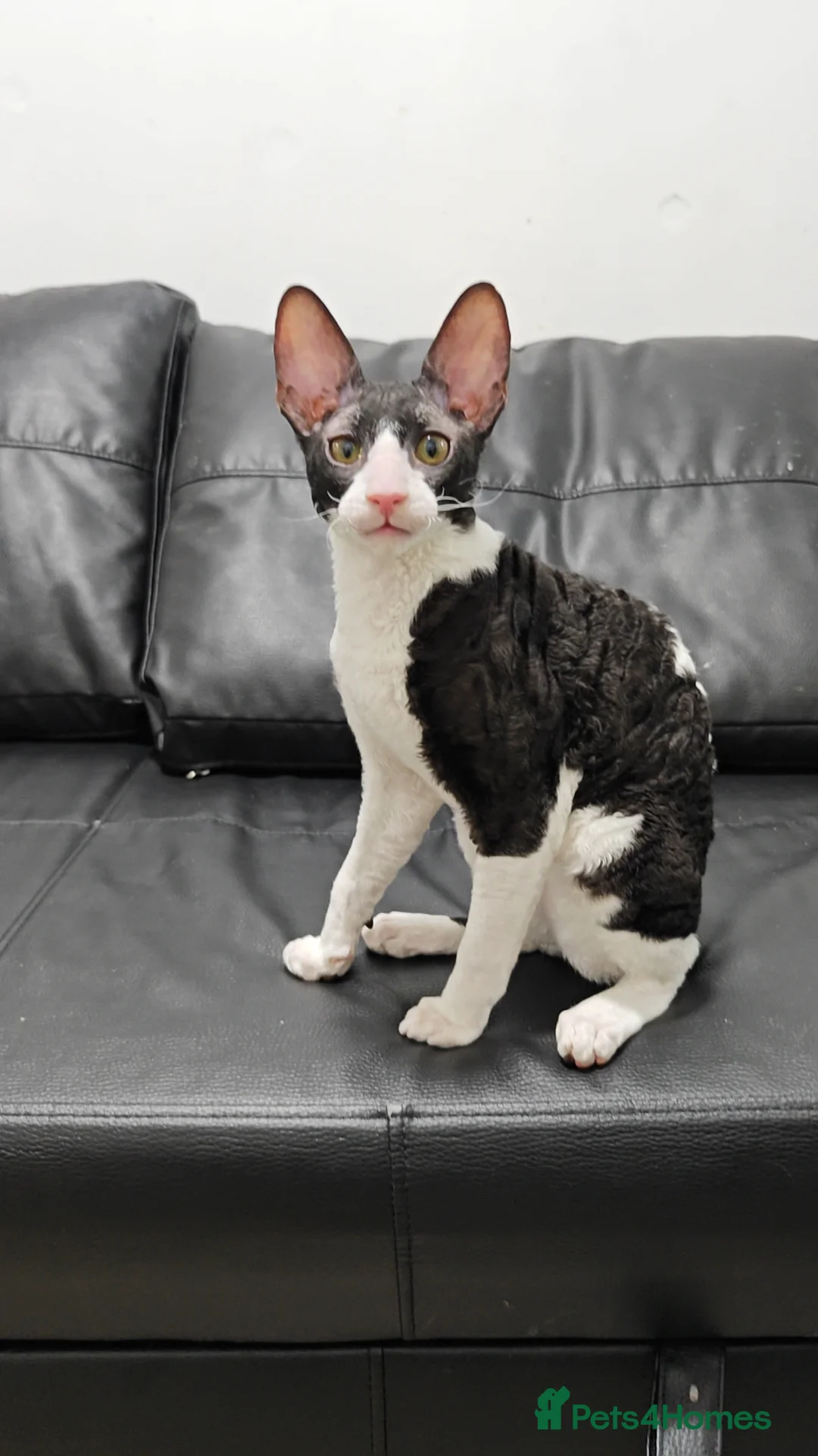 Cornish Rex cats for sale: Cornish Rex Kitten Ready for his new  home! - Advert 17