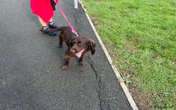 Mixed Breed dogs for sale: Beautiful Cocker Sproodles Puppies!  - Image 12