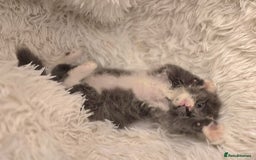 Scottish Fold cats for sale: Last stunning baby  - Image 3