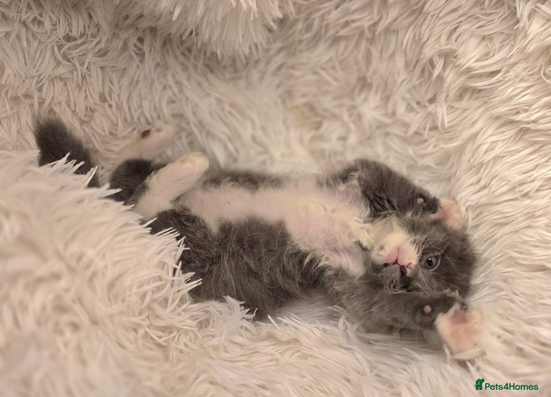 Scottish Fold cats for sale: Last stunning baby  - Image 3