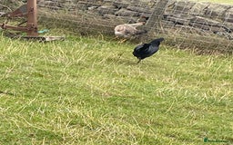 Chickens poultry for sale: Young Ayam Cemani cockerel  - Image 2