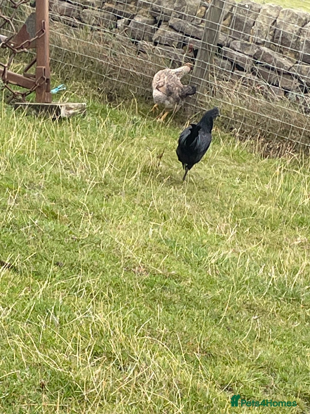Chickens poultry for sale: Young Ayam Cemani cockerel  - Image 2
