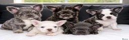French Bulldog dogs for sale: Top Quality Fluffy/Teddy Bear Coat French Bulldogs - Advert 1