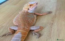 Bearded Dragon reptiles for sale: Breaded dragon (Hypomelanism trait) - Image 3