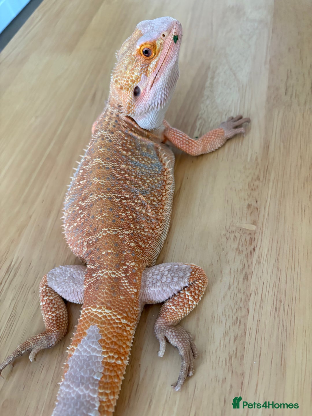 Bearded Dragon reptiles for sale: Breaded dragon (Hypomelanism trait) - Image 3