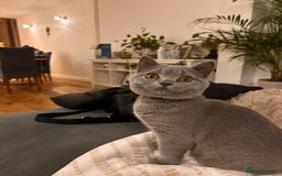 British Shorthair cats for sale: Beautiful British shorthair kitten  - Advert 7