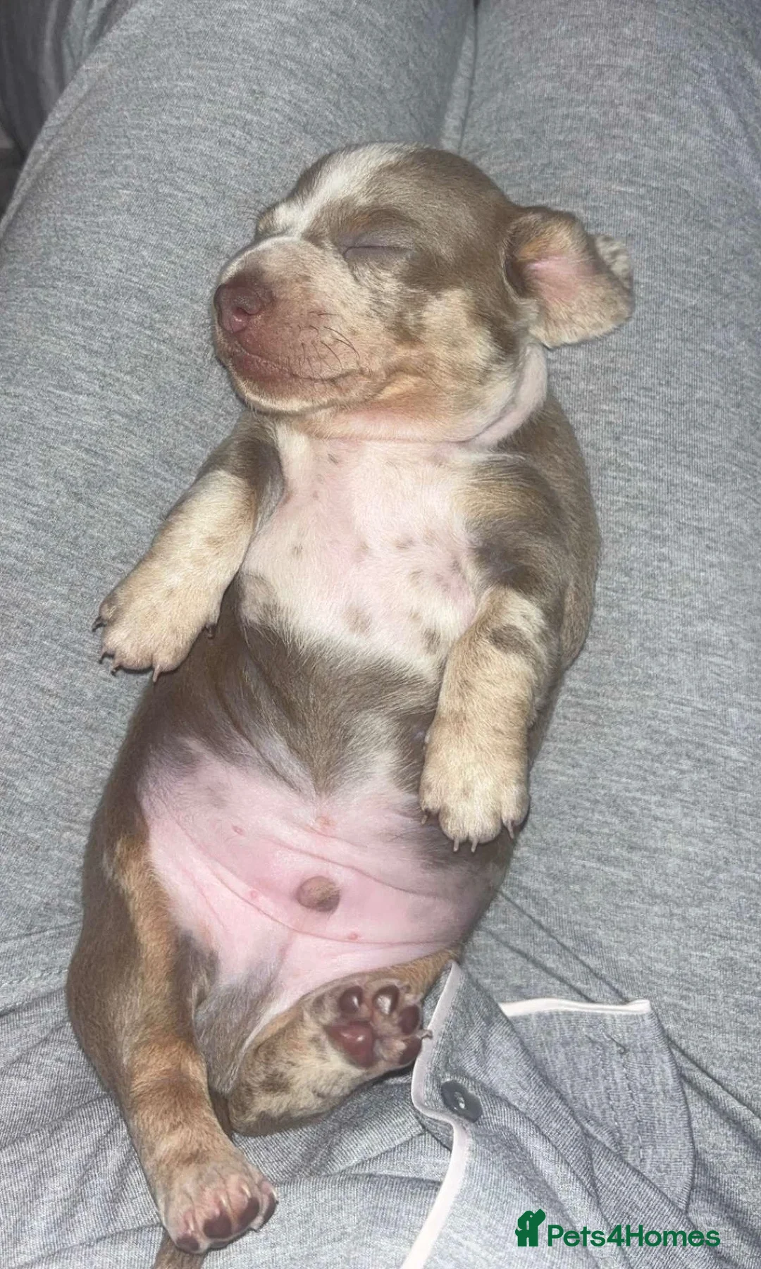Dachshund dogs for sale: Stunning blue and tan dachshund  - Advert 2