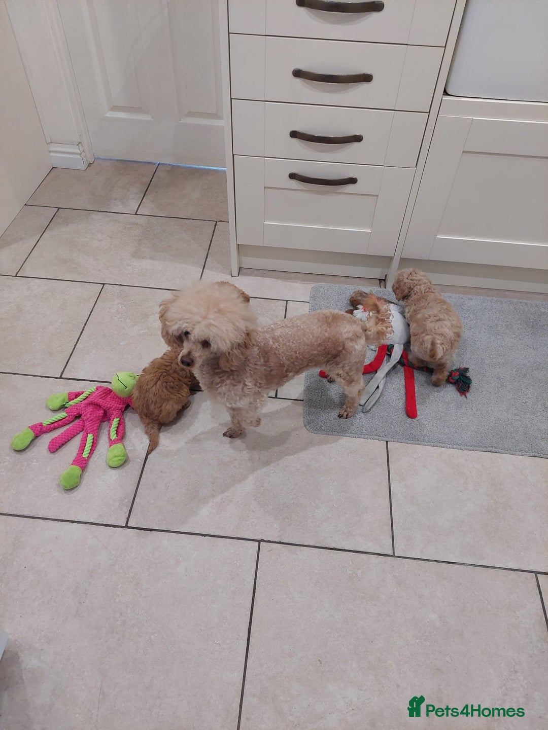 Toy Poodle dogs for sale: Toy poodles puppies - Image 3