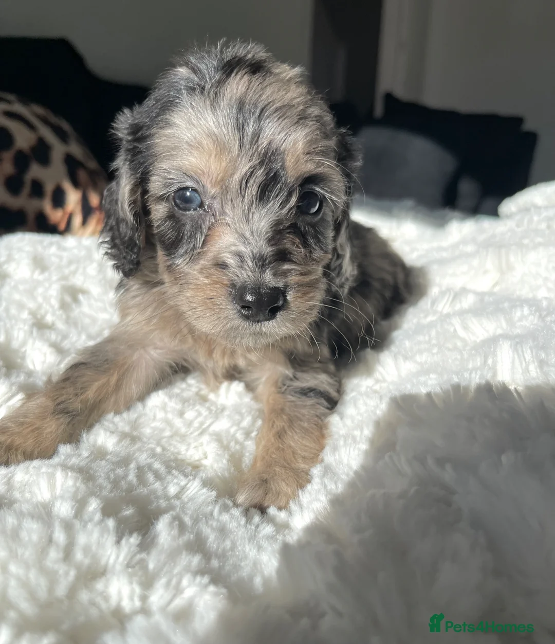 Cockapoo dogs for sale: Cockapoo puppies  - Advert 38