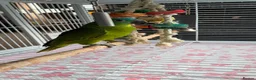 Parrots birds for sale: Babe Galah cockatoo, Amazon, conure - Advert 9